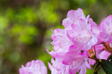 Rhododendron at hakone goura park,kanagawa,japan（箱根・強羅公園のシャクナゲ）