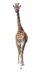 Papier Peint photo Girafe Girafe isolé sur fond blanc