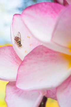 Close up insect