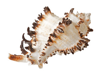 the sea shell