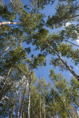 небо с верхушками деревьев © leilik