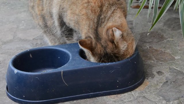 Cat eating/cat eating dry food from the bowl