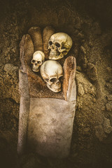 Still life of skull