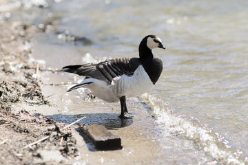 Barnacle Goose standing on the beach. Wild duck stands on the shore and looks at the water.