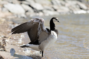 Fototapeta premium Barnacle Goose standing on the beach. Wild duck is spreading his wings. 