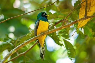 Beautiful Bird - Trogon in Corcovado, Costa Rica
