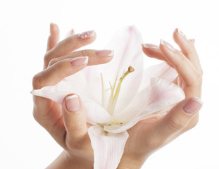 beauty delicate hands with manicure holding flower lily close up isolated on white