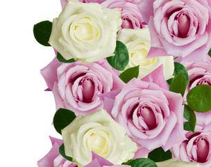 pink and white roses border