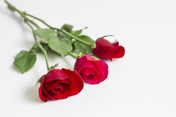 Beautiful roses as a symbol of love on Valentine's Day and every other day.