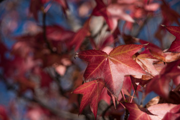 Fototapeta premium Colorful autumn leaves