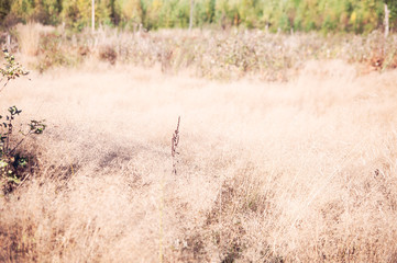 Summer meadow with yellow grass