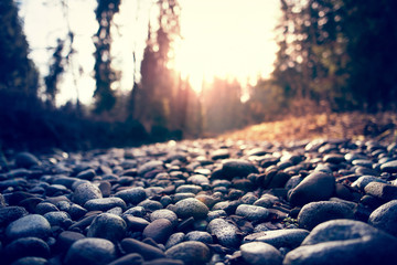 Dried up river in the forest with pebbles