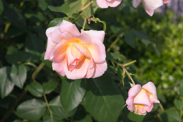 Beautiful pink rose in a garden. 