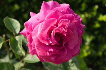 Beautiful red rose in a garden. 