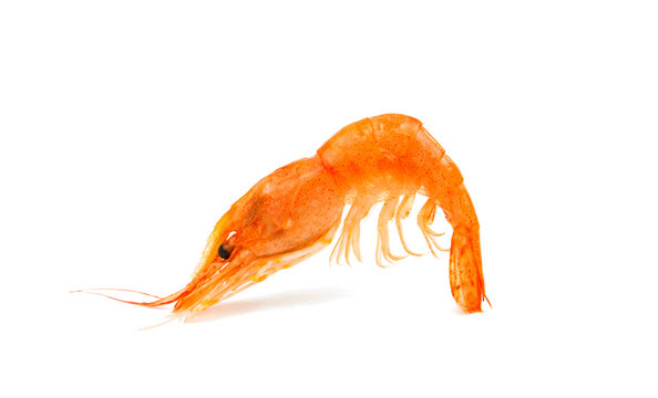 fresh shrimp isolated