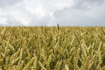 Fototapeta premium Grain field.
