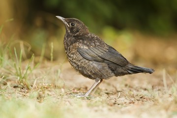 Fototapeta premium Young black bird