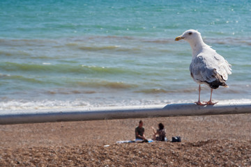 Seagull on fence against pebble beach background