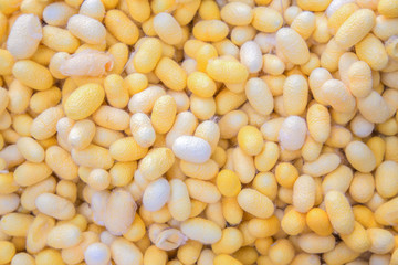 Yellow silkworm cocoon for background