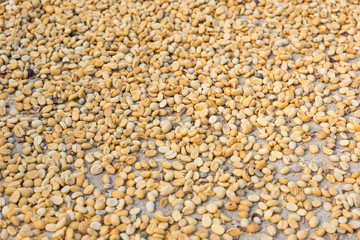 raw coffee beans