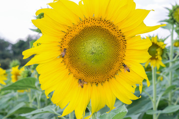 Obraz premium Beautiful sunflowers in the field