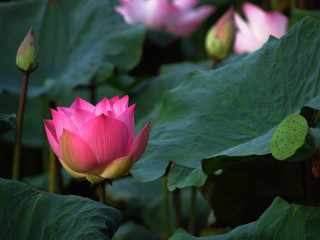 Blooming lotus flower