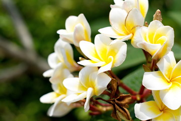white and yellow Plumeria flower