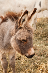 Fototapeta premium portrait d âne
