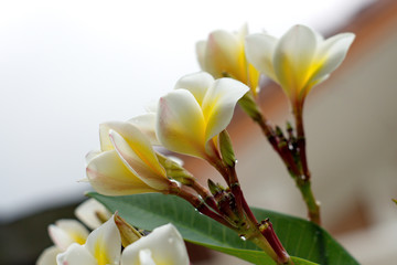 white and yellow Plumeria flower