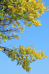 Yellow leaves
