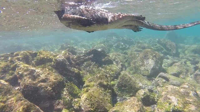 Close-up view of a little marin iguana swimming underwater. Galapagos Island. Ecuador 2015