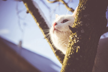 White Cat on Winter Tree Filtered