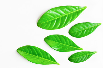 green leaf on white background