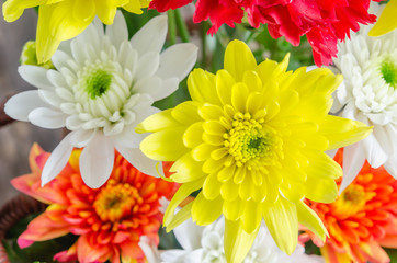 Colorful Chrysanthemum flower