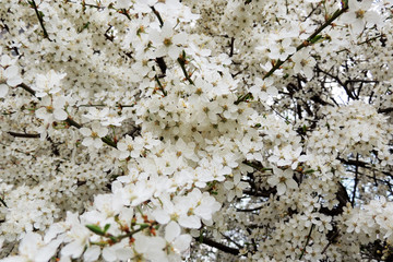 Cherry color. Spring