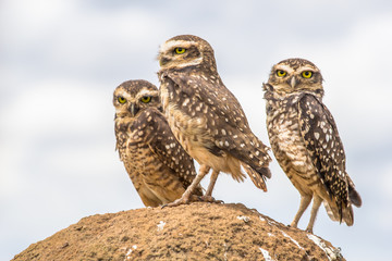 Owls from Serra da Canastra National Park - Minas Gerais - Brazi
