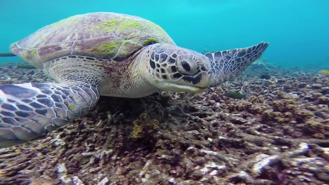 apnée tortue sous marine
