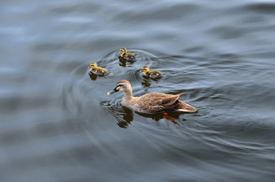 カルガモの親子」の写真素材 | 958件の無料イラスト画像 | Adobe Stock