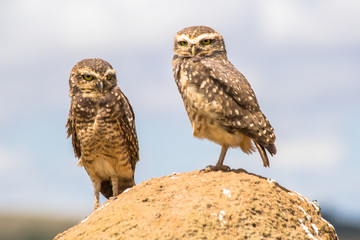 Owls from Serra da Canastra National Park - Minas Gerais - Brazi