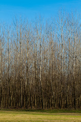 artificial forest, poplar trees