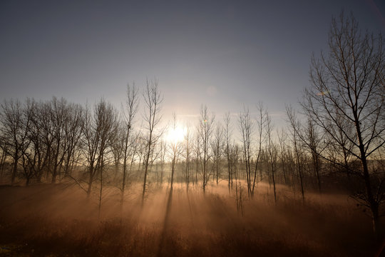 Fototapeta fog in forest