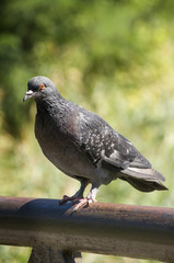 dove on the railing stares