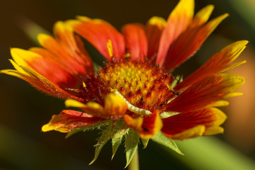 orange-red flower macro with pubescence