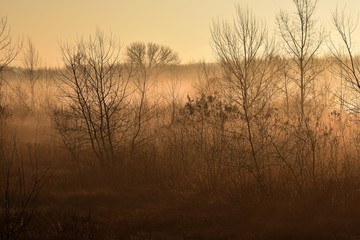 Fototapeta na wymiar fog in wilderness