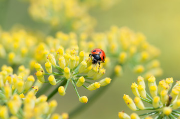 coccinella su finocchio