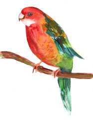 Vintage style watercolor drawing of bright parrot