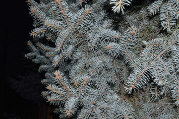 branches of christmas tree