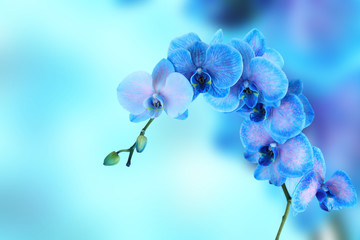 Fototapeta na wymiar Beautiful blue orchid on blue background with space for text