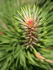 Naklejka na ściany i meble Mountain pine pinus mugo close up vertical