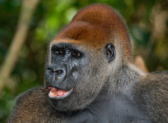 Portrait of lowland gorilla. Republic of the Congo. An excellent illustration.